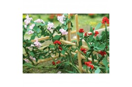 Climbing Roses with Flowers 6 in Pack