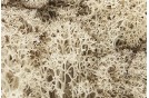 Lichen Natural