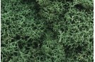 Lichen - Light Green